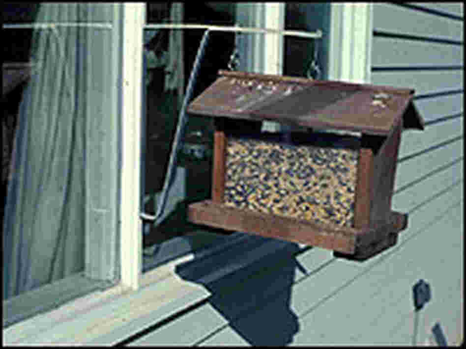 One way to help birds avoid window strikes is to place feeders close to windows. One way to help birds avoid window strikes is to place feeders close to windows.
