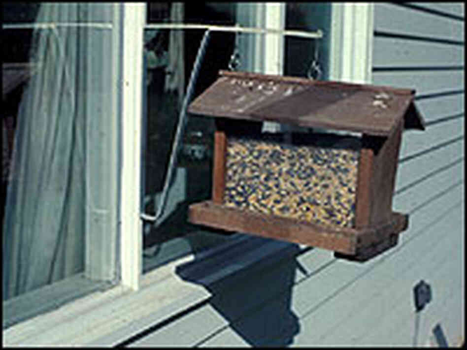 One way to help birds avoid window strikes is to place feeders close to windows. One way to help birds avoid window strikes is to place feeders close to windows.