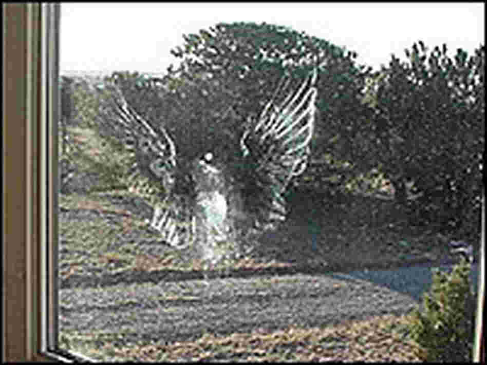 A print left behind by a bird flying into the window. A print left behind by a bird flying into the window.