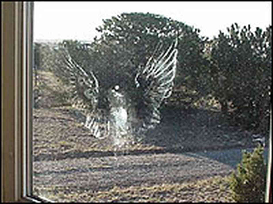 A print left behind by a bird flying into the window. A print left behind by a bird flying into the window.
