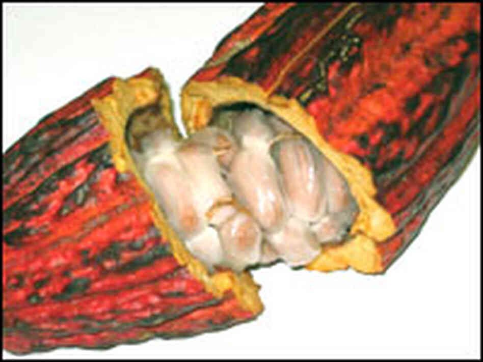 In a fresh cacao pod, seeds, wrapped in a sweet pulp, have a very bitter taste. In a fresh cacao pod, seeds, wrapped in a sweet pulp, have a very bitter taste.