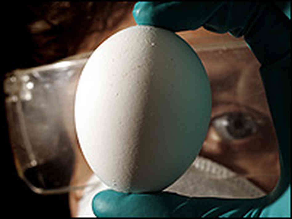 A molecular virologist holds up an egg that is being used to grow the H5N1 bird flu vaccine strain. A molecular virologist holds up an egg that is being used to grow the H5N1 bird flu vaccine strain.