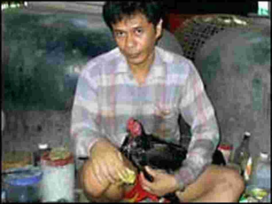 Thai cock trainer Su Chin, shown with his bird Se Leong. Thai cock trainer Su Chin, shown with his bird Se Leong.