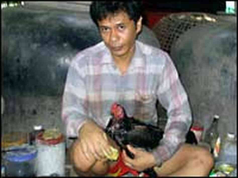 Thai cock trainer Su Chin, shown with his bird Se Leong. Thai cock trainer Su Chin, shown with his bird Se Leong.
