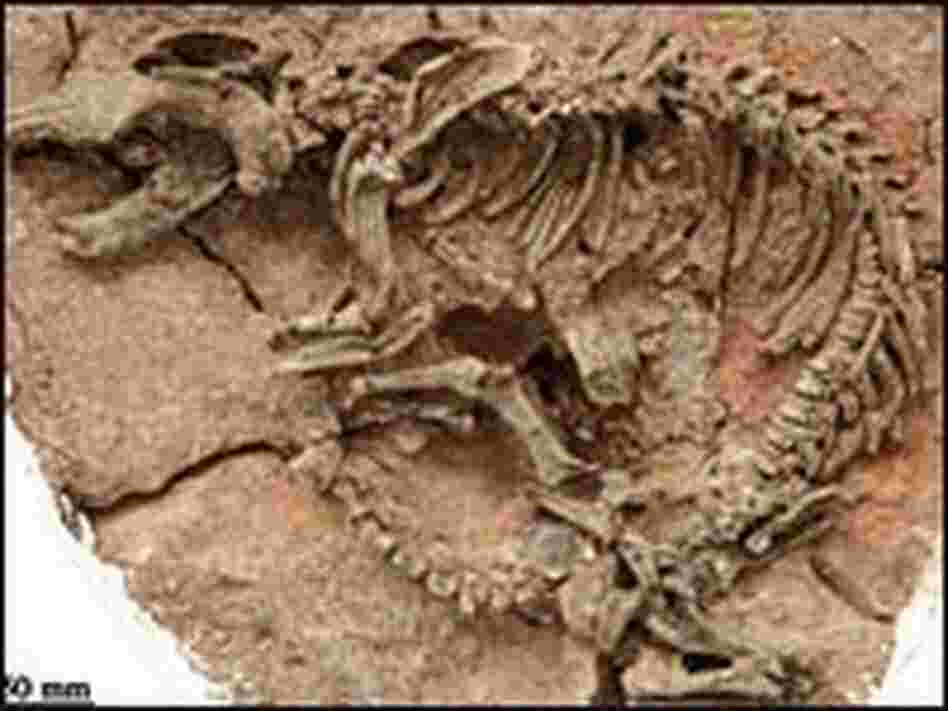 The skeleton of the dog-sized mammal 'R. giganticus'