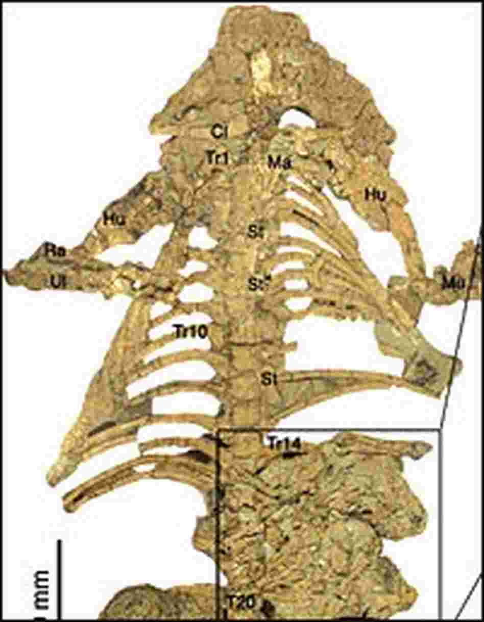 Peek inside an ancient tummy.