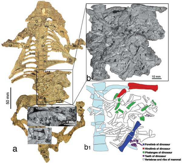 A detailed view of the Repenomamus skeleton and its stomach contents (the fossil's skull and jaw are not shown). Credit: American Museum of Natural History