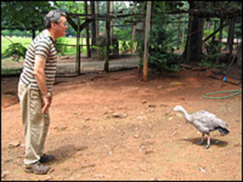 When meeting a goose, Mel Levine recommends bowing. When meeting a goose, Mel Levine recommends bowing.
