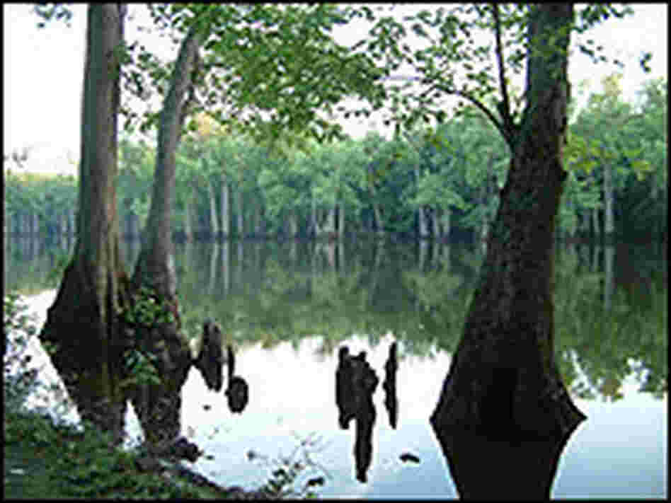 Near Bayou DeView, where the ivory-billed woodpecker has been spotted.
