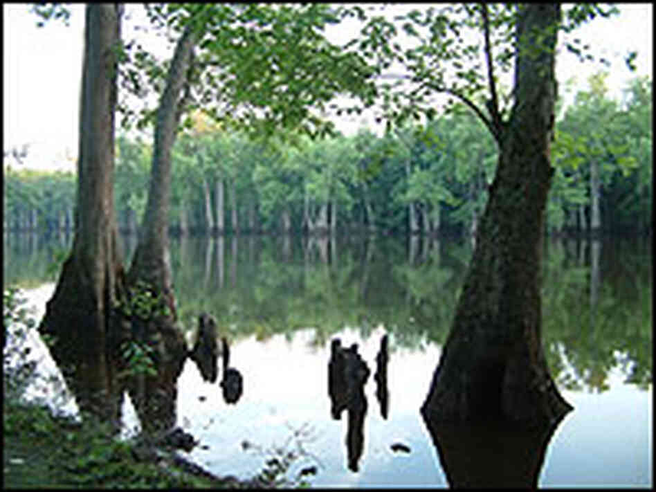 Near Bayou DeView, where the ivory-billed woodpecker has been spotted.
