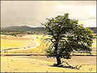 The cover of "Going Back to Bisbee." Credit: University of Arizona Press. The cover of "Going Back to Bisbee." Credit: University of Arizona Press.