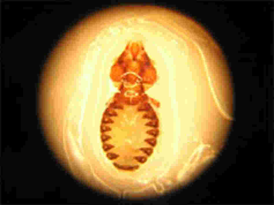 a parasite from the head feathers of a Galapagos hawk a parasite from the head feathers of a Galapagos hawk