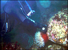 Keyte and others collected anemones Keyte and others collected anemones