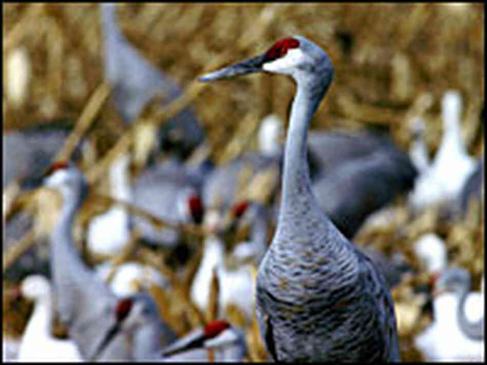 Sandhill crane at the Bosque del Apache National Wildlife Refuge in New Mexico. Sandhill crane at the Bosque del Apache National Wildlife Refuge in New Mexico.