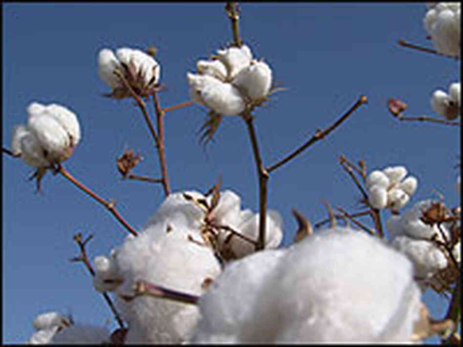 A cotton field. A cotton field.