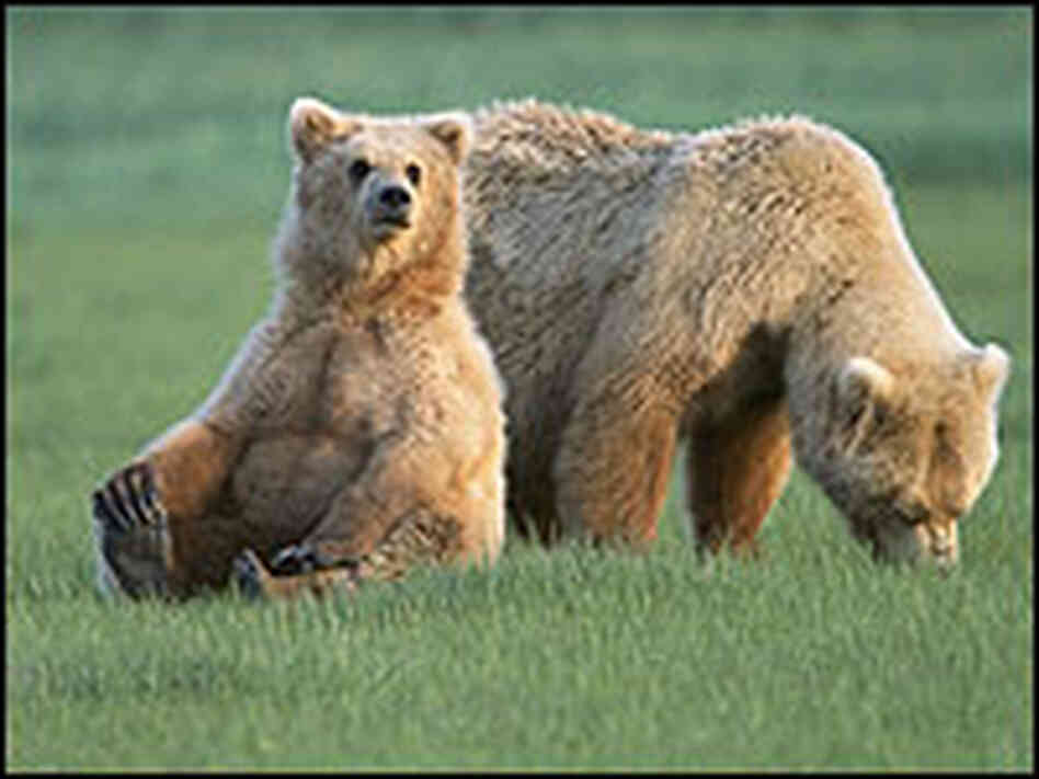 After 30 years of protected status, grizzly bears are about to come of the Endangered Species List. After 30 years of protected status, grizzly bears are about to come of the Endangered Species List.
