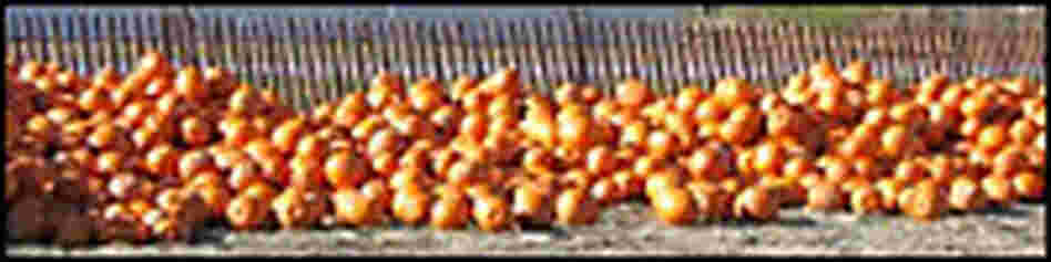 Pumpkins. Credit: World Championship Punkin Chunkin Association.