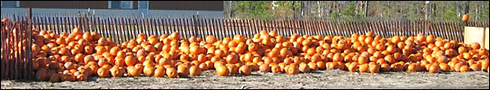 Pumpkins. Credit: World Championship Punkin Chunkin Association.