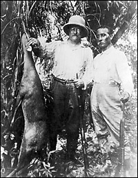 Roosevelt stands between a bush deer and Rondon. Credit: Harvard College Library.