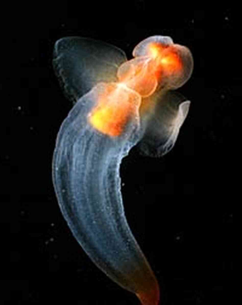 A clione, a shell-less snail also known as a sea butterfly. A clione, a shell-less snail also known as a sea butterfly.