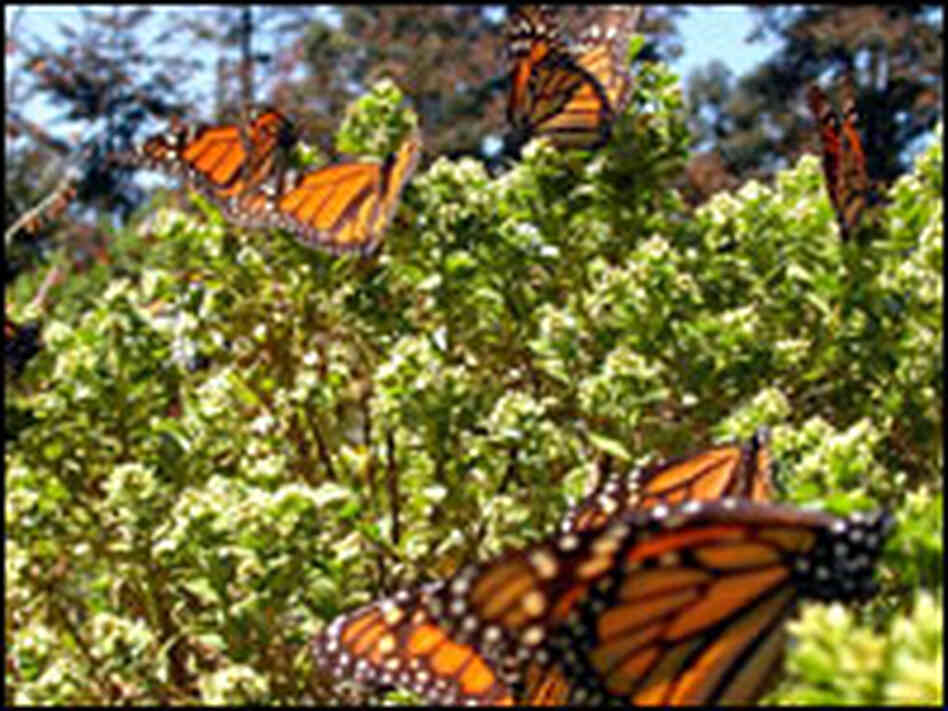 Monarchs rest in Valle Del Bravo, Mexico. Monarchs rest in Valle Del Bravo, Mexico.
