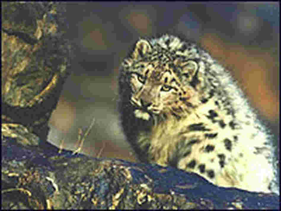 A snow leopard in Mongolia.