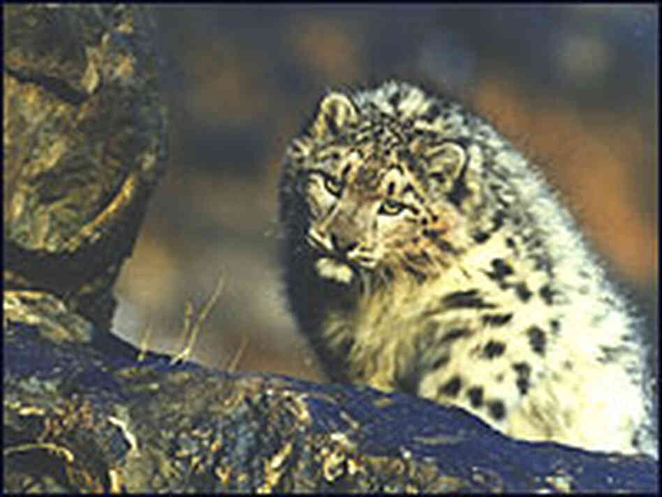 A snow leopard in Mongolia.