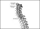 The lumbar, or lower, region of the back. The lumbar, or lower, region of the back.
