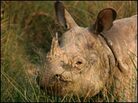 Greater one-horned rhinoceros in Nepal. Greater one-horned rhinoceros in Nepal.