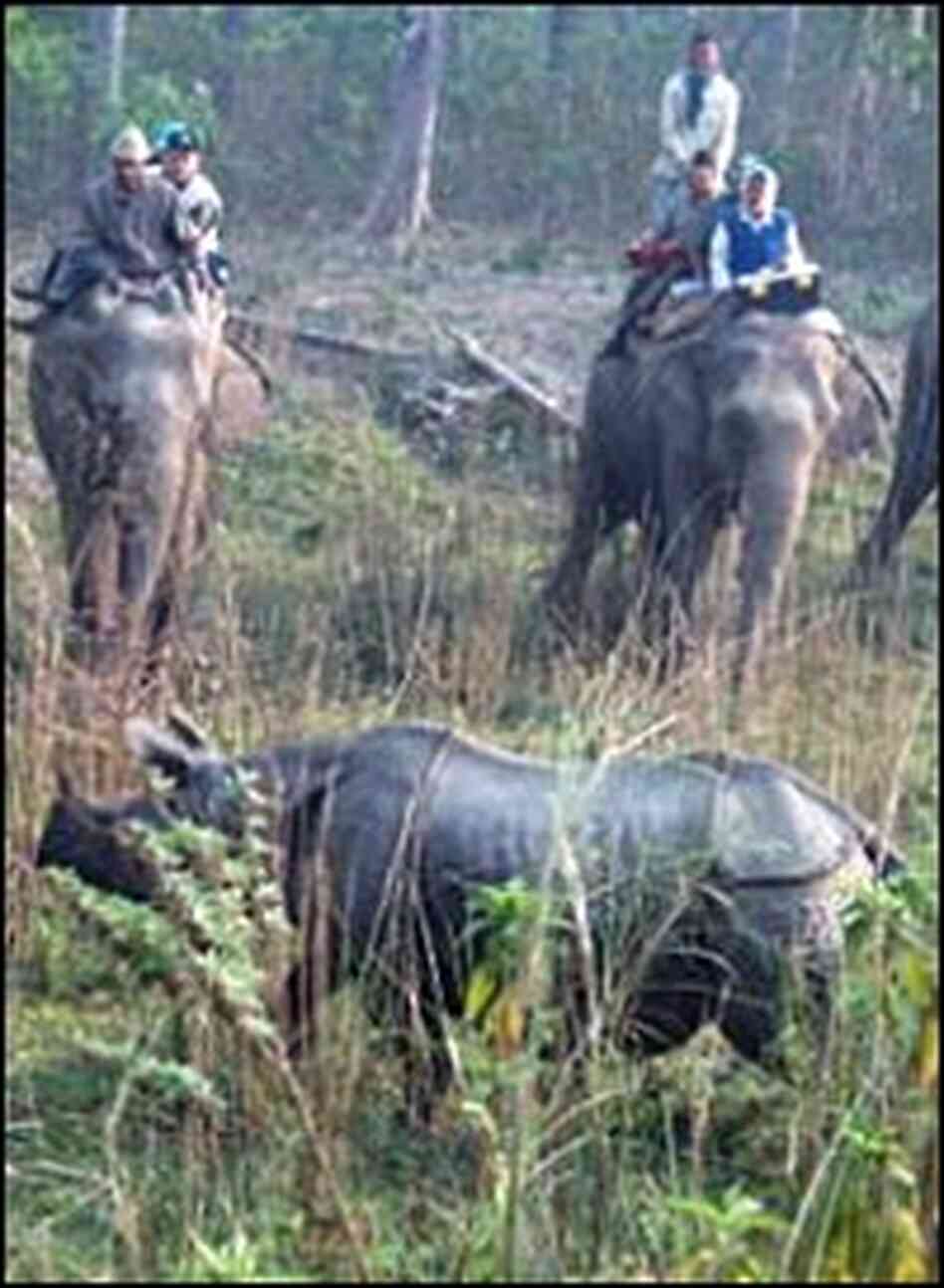 Hunters mounted on elephants encircle a greater one-horned rhino in Chitwan Park. Hunters mounted on elephants encircle a greater one-horned rhino in Chitwan Park.