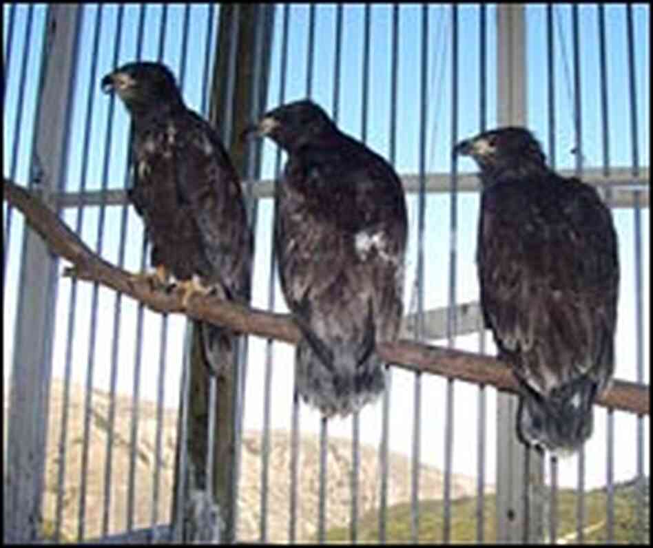 Young eagles being prepared for release in a hacking tower on Santa Cruz Island.
