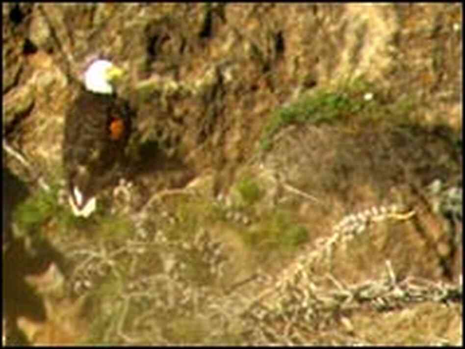 A bald eagle stands near a nest