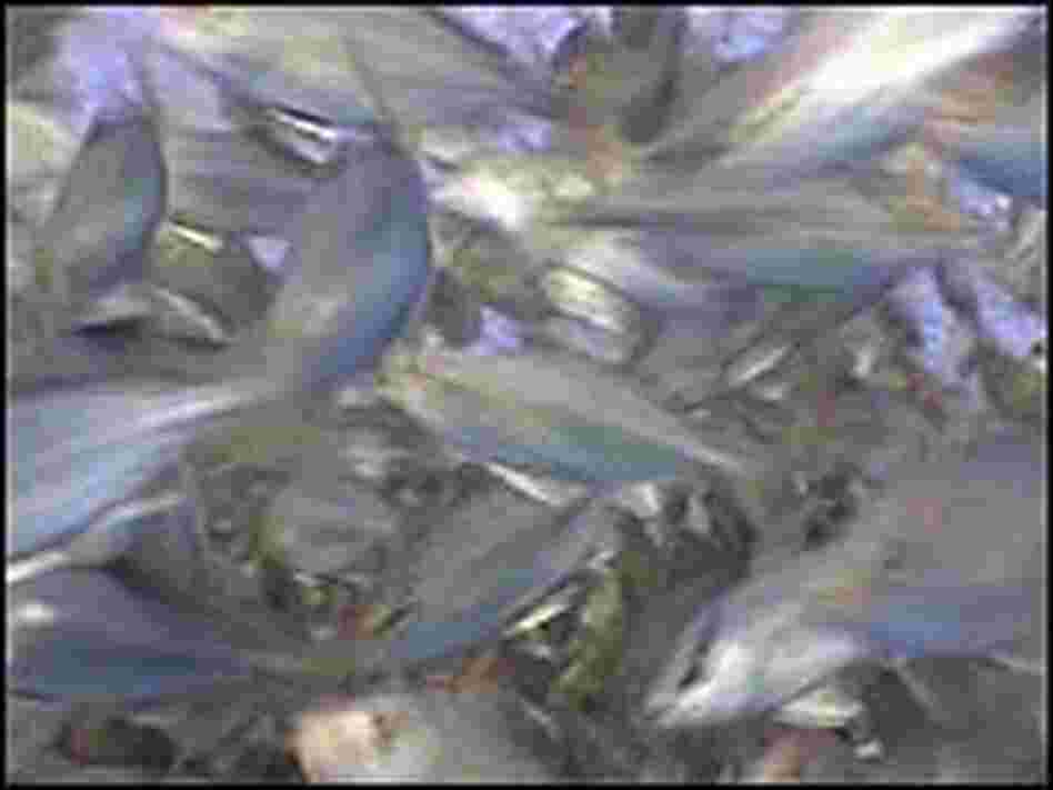 A school of fish raised in a deep-sea Kona Blue fish farm off the coast of Hawaii. A school of fish raised in a deep-sea Kona Blue fish farm off the coast of Hawaii.