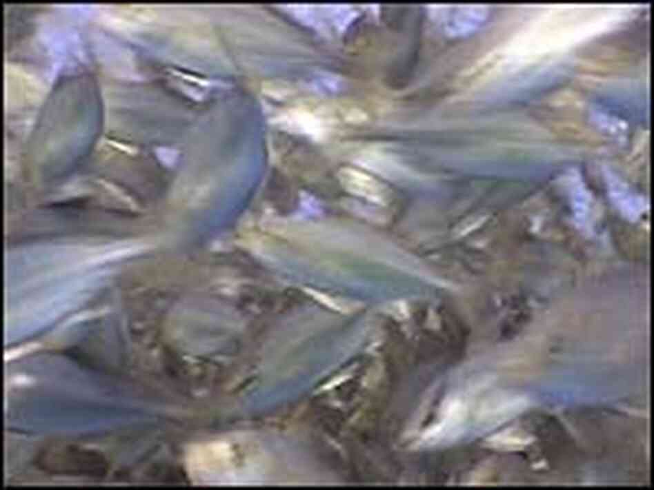 A school of fish raised in a deep-sea Kona Blue fish farm off the coast of Hawaii. A school of fish raised in a deep-sea Kona Blue fish farm off the coast of Hawaii.