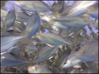 A school of fish raised in a <b>deep-sea</b> Kona Blue fish farm off the coast of Hawaii.