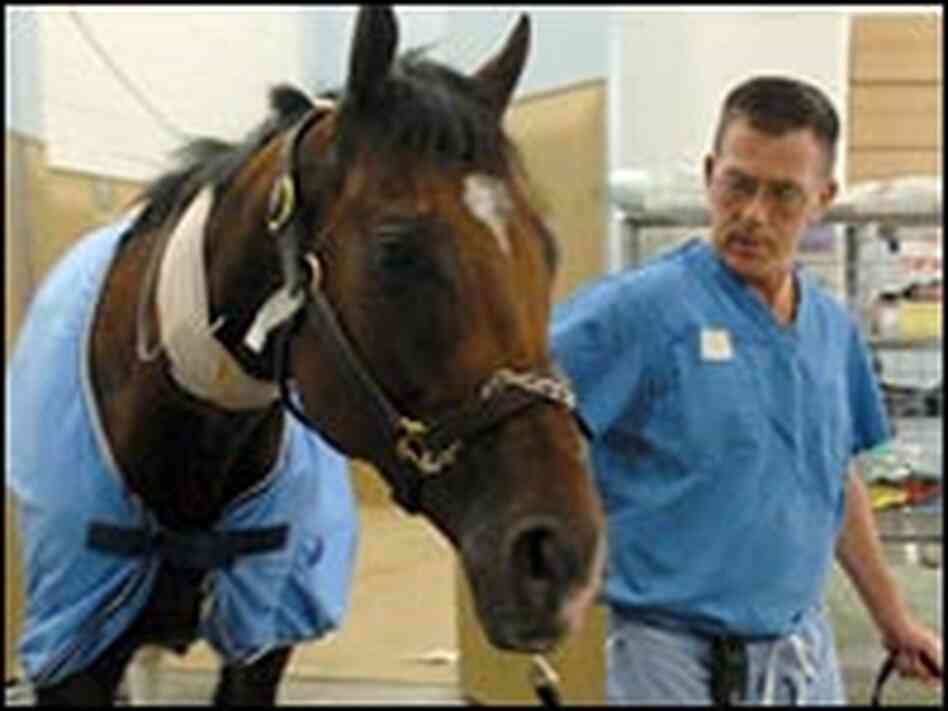 Dr. Dean Richardson leads Barbaro back to his stall after hours of surgery.