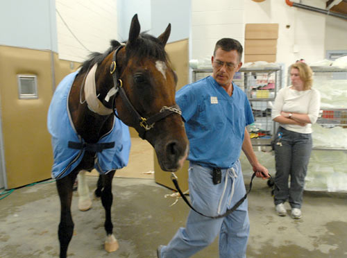 Dr. Dean Richardson leads Barbaro back to his stall after hours of surgery.