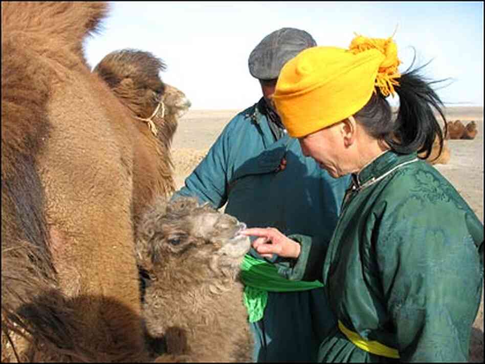 Badamsuren and Batstesteg with a newborn camel in the Gobi desert. Badamsuren and Batstesteg with a newborn camel in the Gobi desert.