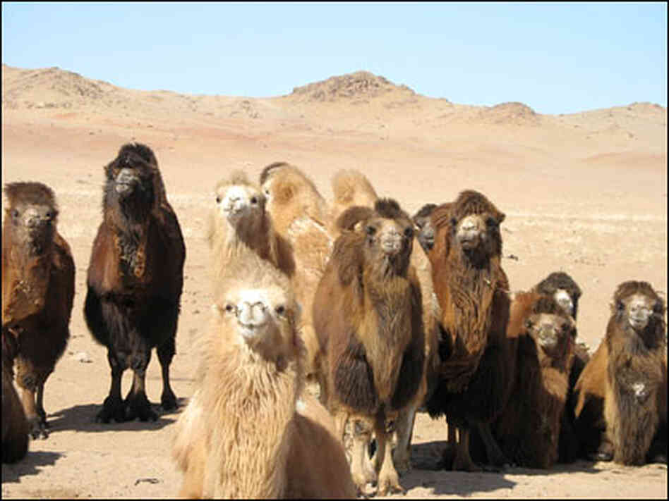 Camels gather around a well in the Gobi. Camels gather around a well in the Gobi.