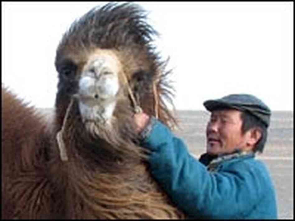 Herder Badamsuren tends to his camel in the Gobi Desert.