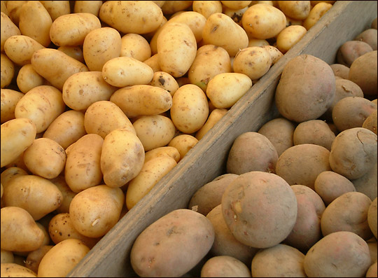 Potatoes. Credit: iStockphoto.com.