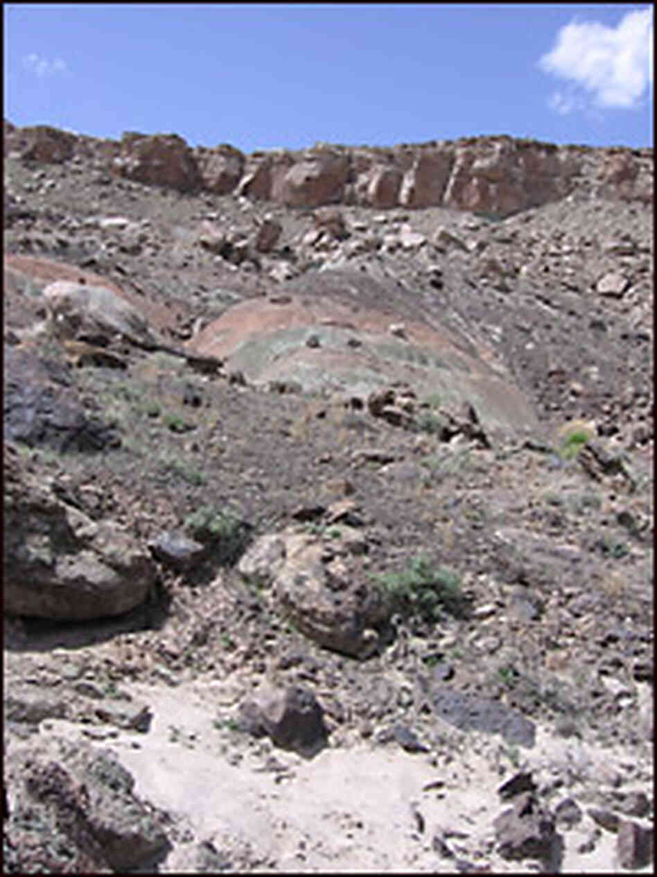 A healthy desert hillside. Credit: Richard Harris, NPR.