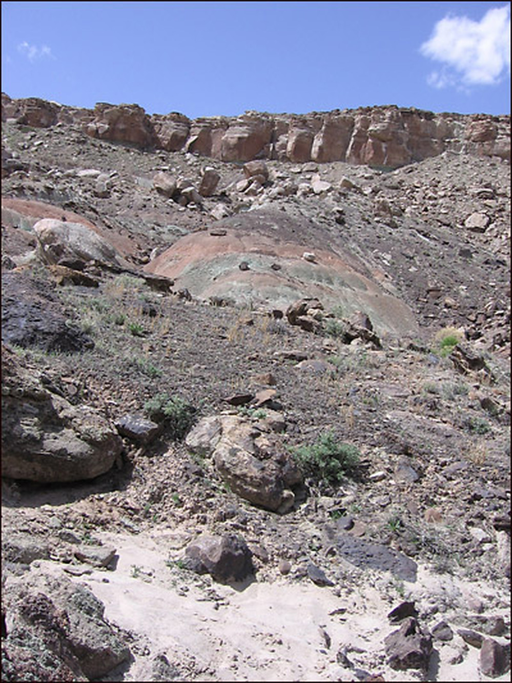 A healthy desert hillside. Credit: Richard Harris, NPR.