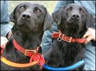 Black Labradors Lucky and Flo. Black Labradors Lucky and Flo.