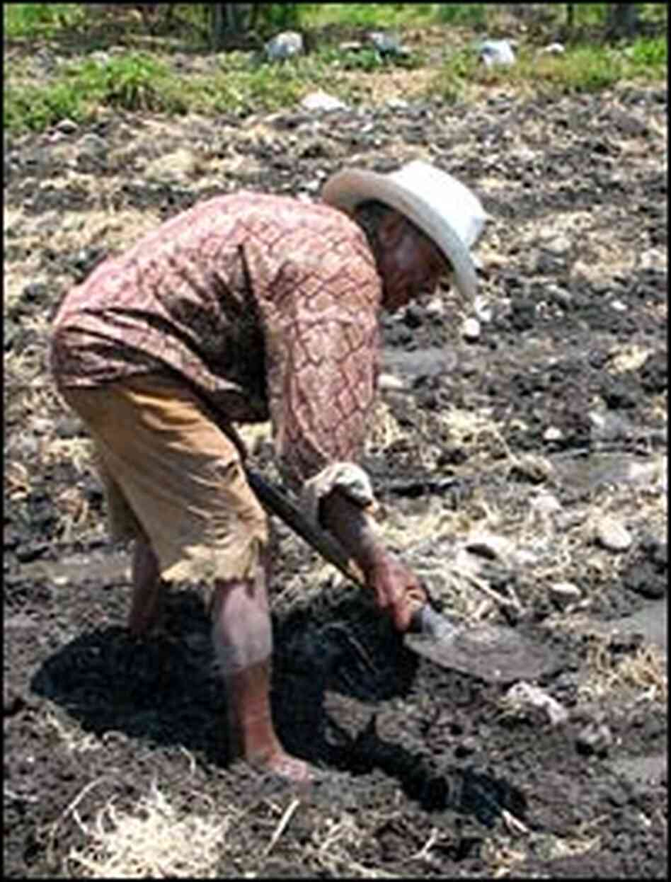Benancio Nieto, a subsistence farmer, works in a field.