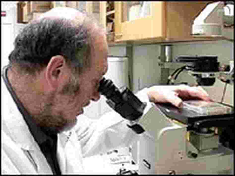 Dr. Irving Weissman looks into a microscope.