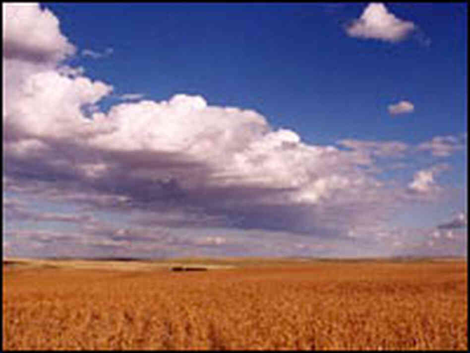 Wheat fields extend through the Waller family farm and cattle ranch in Circle, Mont.
