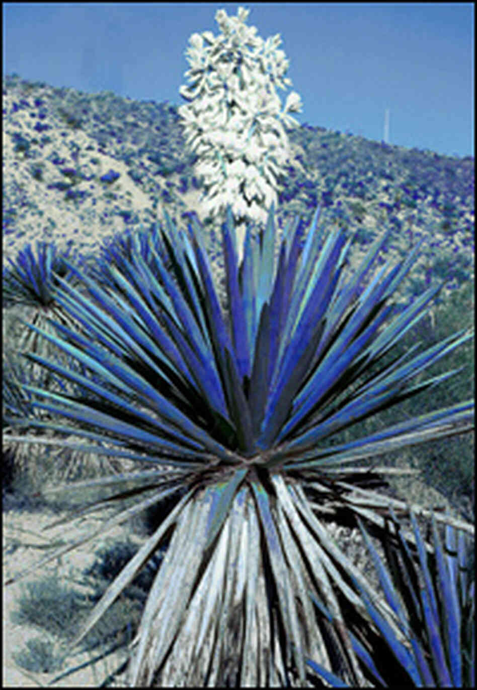 Genetically mutated blue cacti Genetically mutated blue cacti