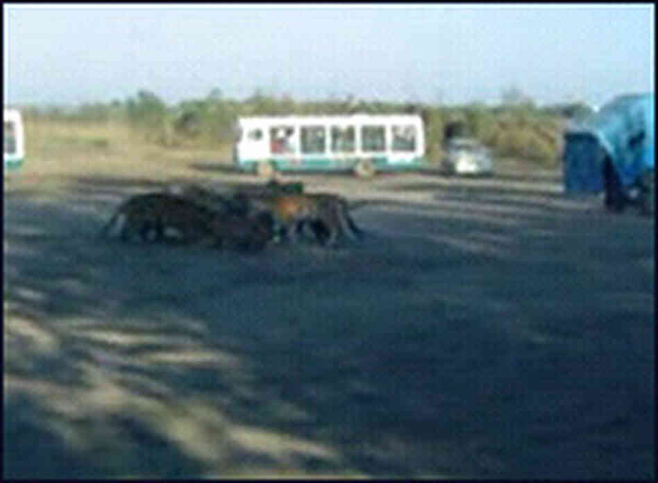 Tigers on a farm in China attack a cow released from a truck. Tigers on a farm in China attack a cow released from a truck.
