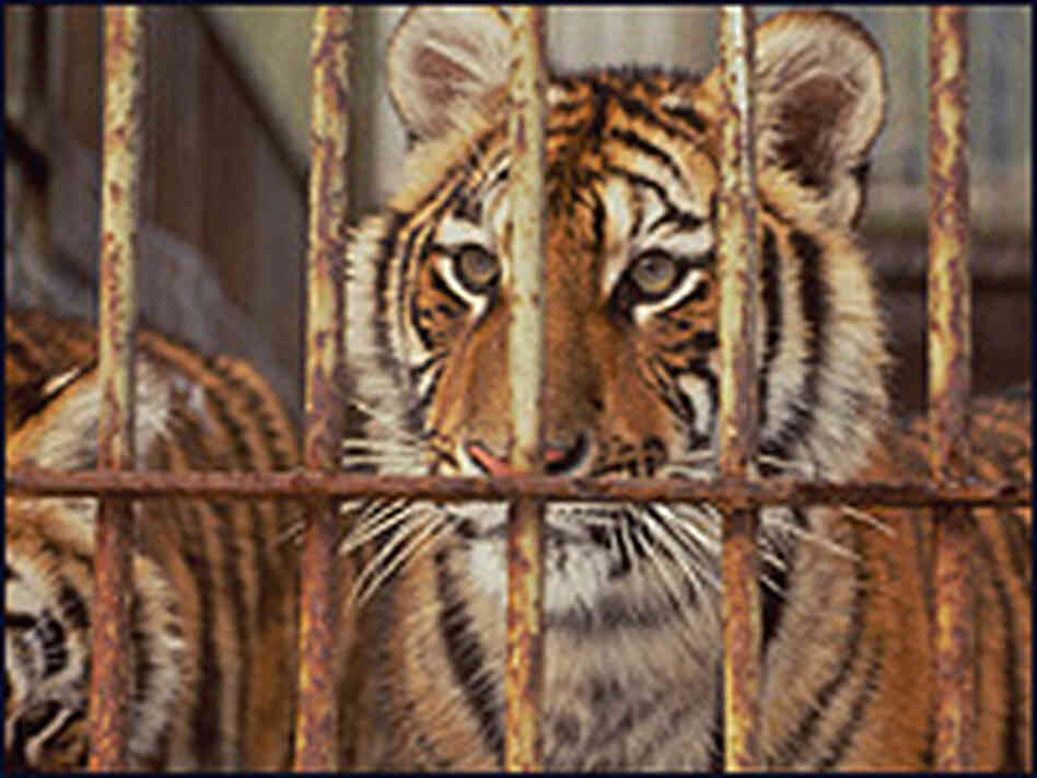 Tigers on a fur and tiger farm in China's Heilongjiang Province.